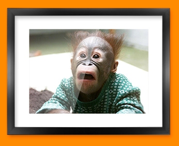 Funny Monkey Framed Print