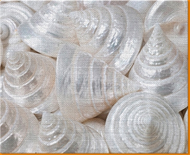 Sea Cone Shells Canvas Art Print