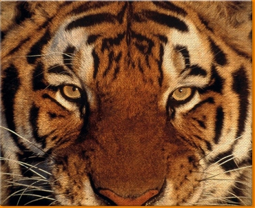 Tiger Face Canvas Art Print