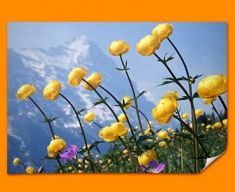 Alpine Flowers Poster