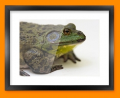 Frog Framed Print