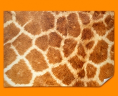 Giraffe Animal Skin Poster