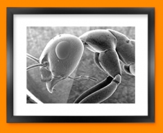 Micro Ant Framed Print