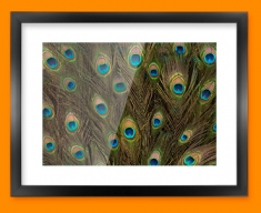 Peacock Feathers Framed Print