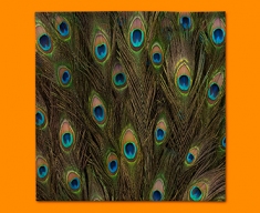 Peacock Feathers Napkins (Set of 4)