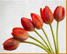 Red Tulips Canvas Art Print