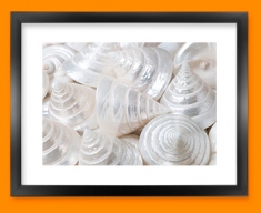 Sea Cone Shells Framed Print