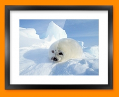 Seal Pup Framed Print