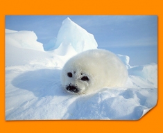 Seal Pup Poster