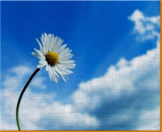 Sky Daisy Canvas Art Print