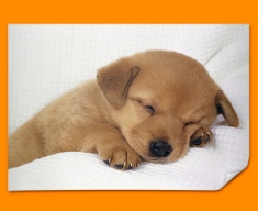 Sleeping Puppy Poster