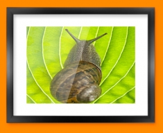 Snail Framed Print