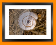 Snail Shell Framed Print