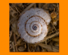 Snail Shell Napkins (Set of 4)