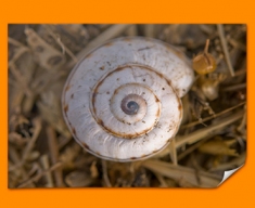 Snail Shell Poster