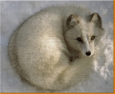Snow Fox Canvas Art Print