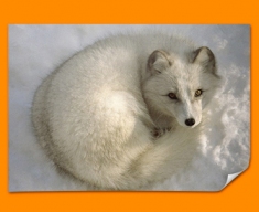 Snow Fox Poster