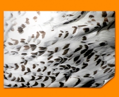 Snowy Owl Animal Skin Poster