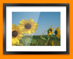 Sun Flowers Framed Print