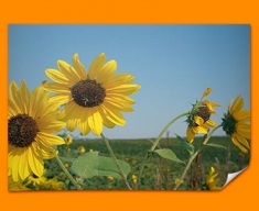 Sun Flowers Poster
