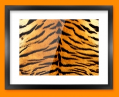 Tiger Animal Skin Framed Print