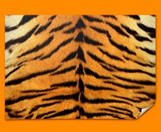 Tiger Animal Skin Poster