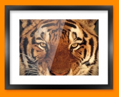 Tiger Face Framed Print