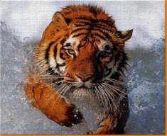 Tiger In Water Canvas Art Print