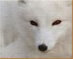 White Fox Canvas Art Print