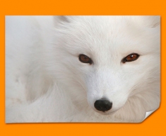 White Fox Poster