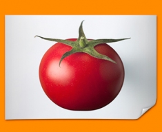 White Tomato Poster