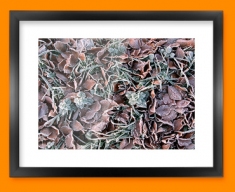 Winter Leaves Framed Print