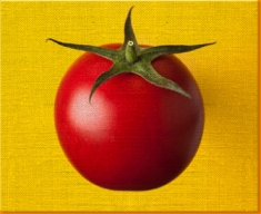Yellow Tomato Canvas Art Print