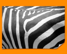 Zebra Animal Skin Poster