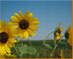 Sun Flowers Canvas Art Print