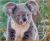 Koala Bear Canvas Art Print
